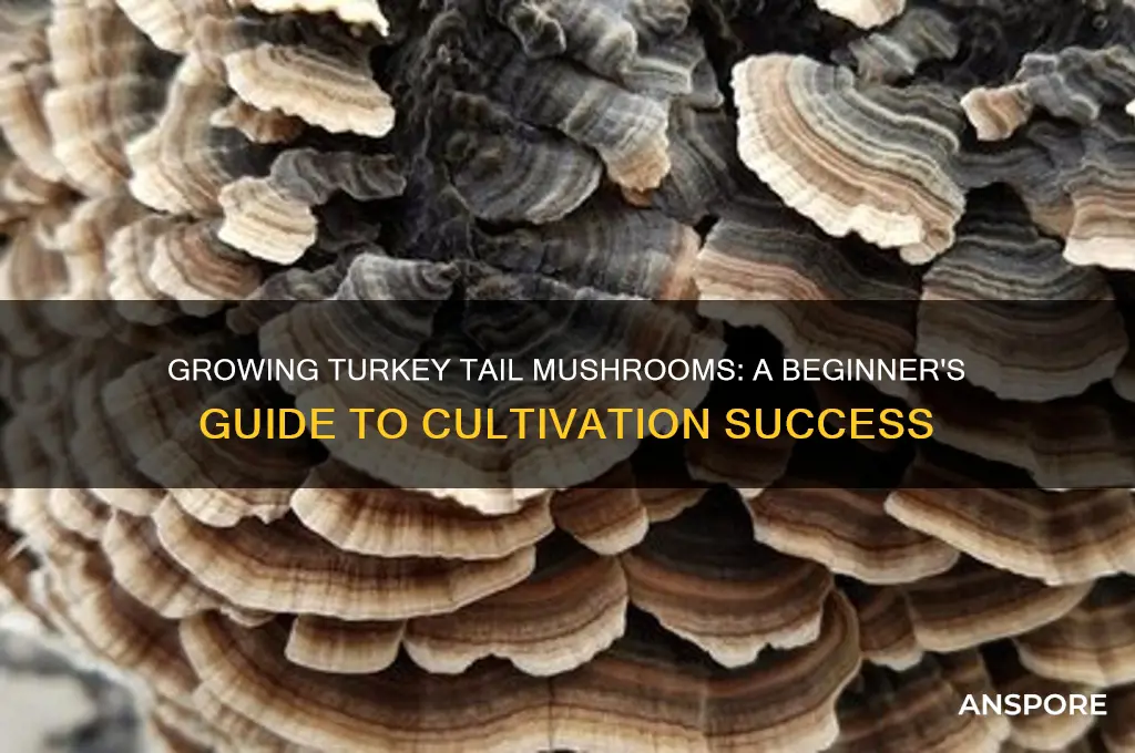 can you grow turkey tail mushrooms