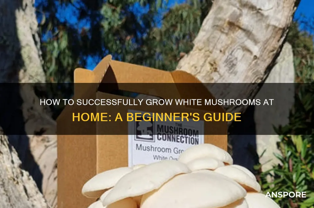 can you grow white mushrooms at home