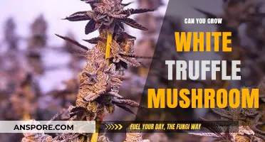 Growing White Truffle Mushrooms: Challenges, Techniques, and Possibilities Explored
