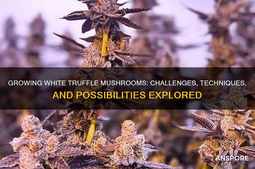 can you grow white truffle mushrooms