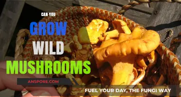 Growing Wild Mushrooms: Tips, Risks, and Rewards for Foragers