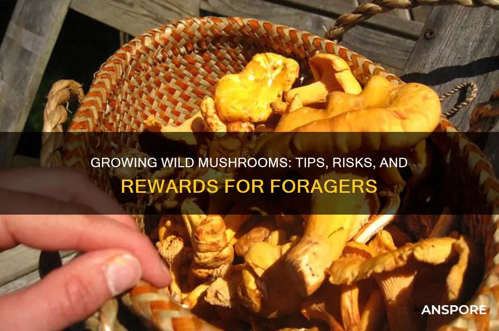 can you grow wild mushrooms