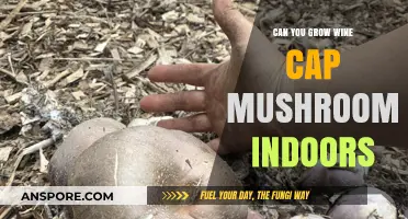 Growing Wine Cap Mushrooms Indoors: A Beginner's Guide to Success