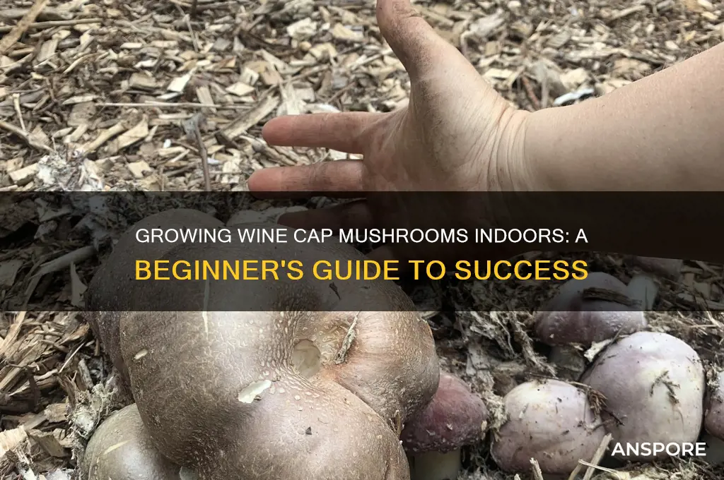 can you grow wine cap mushrooms indoors