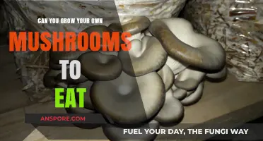 Grow Your Own Edible Mushrooms: A Tasty DIY Adventure