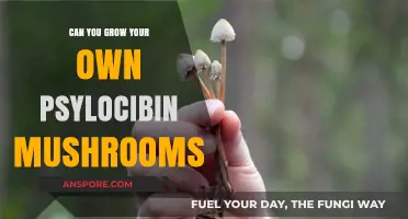 Growing Psilocybin Mushrooms at Home: Legal, Safe, and Possible?