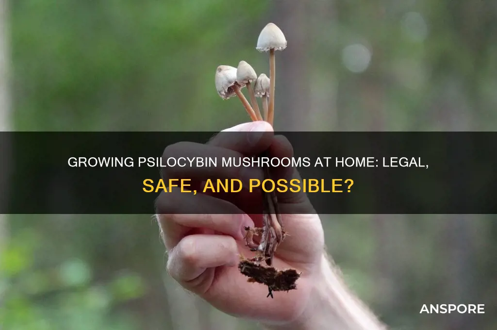 can you grow your own psylocibin mushrooms