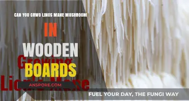 Growing Lion's Mane Mushrooms on Wooden Boards: A Viable Method?