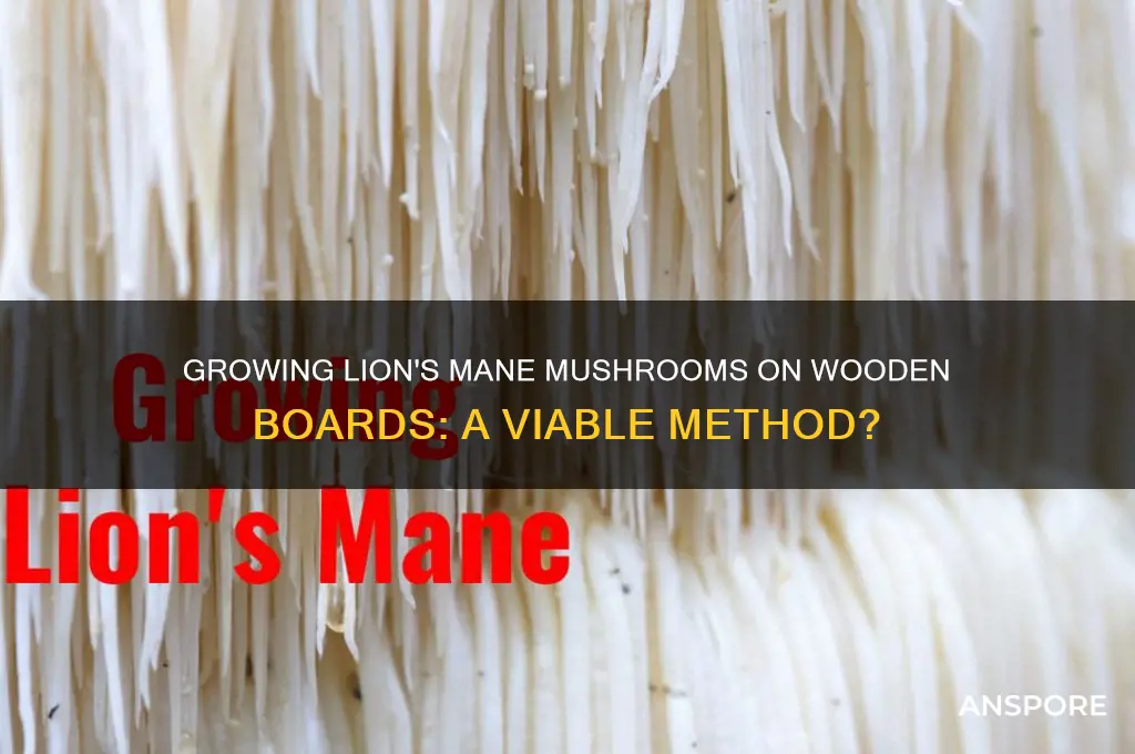 can you grwo linos mane mushroom in wooden boards