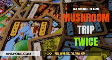 Can You Relive the Same Mushroom Trip Twice? Exploring Psychedelic Replayability