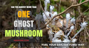 Harvesting Multiple Ghost Mushrooms: Unveiling the Secrets of Abundant Foraging