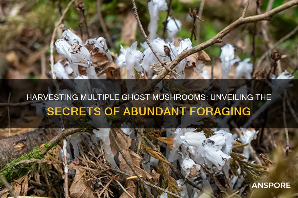 can you harvest more than one ghost mushroom
