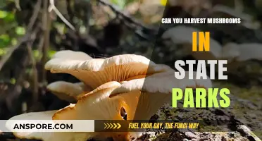 Harvesting Mushrooms in State Parks: Legalities and Ethical Considerations