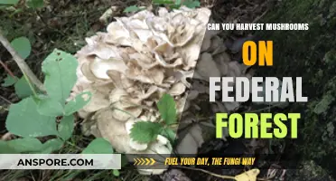 Harvesting Mushrooms on Federal Forest Land: Legal Guidelines and Tips