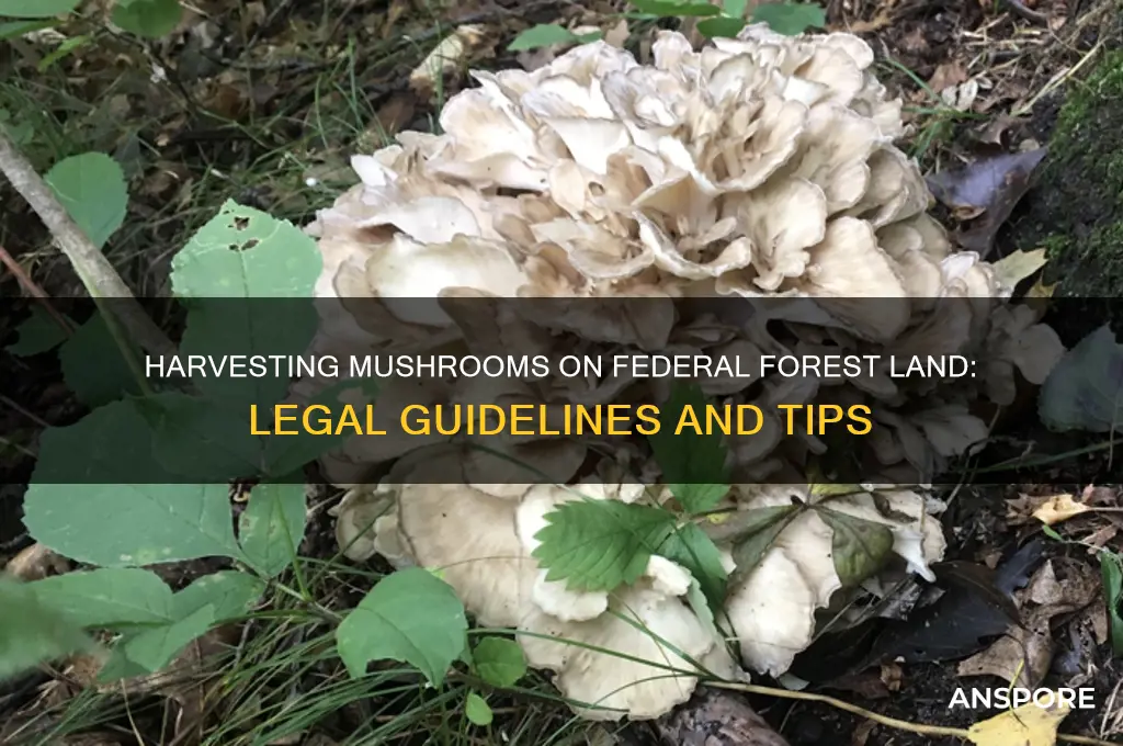 can you harvest mushrooms on federal forest