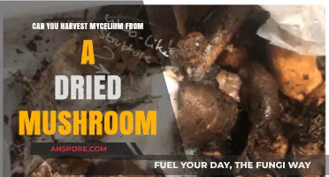 Harvesting Mycelium from Dried Mushrooms: A Comprehensive Guide