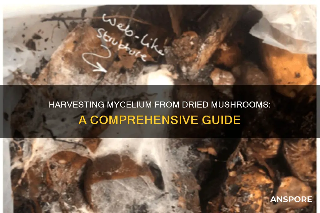 can you harvest mycelium from a dried mushroom