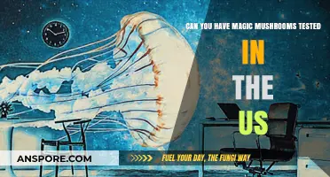 Can You Legally Test Magic Mushrooms in the US?