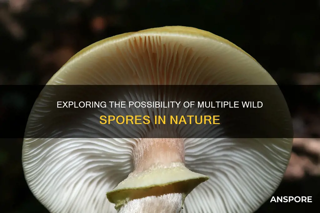 can you have more than one wild spore
