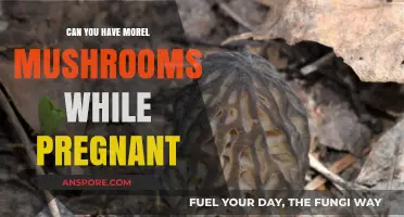 Pregnancy and Morel Mushrooms: Safe or Risky to Eat?