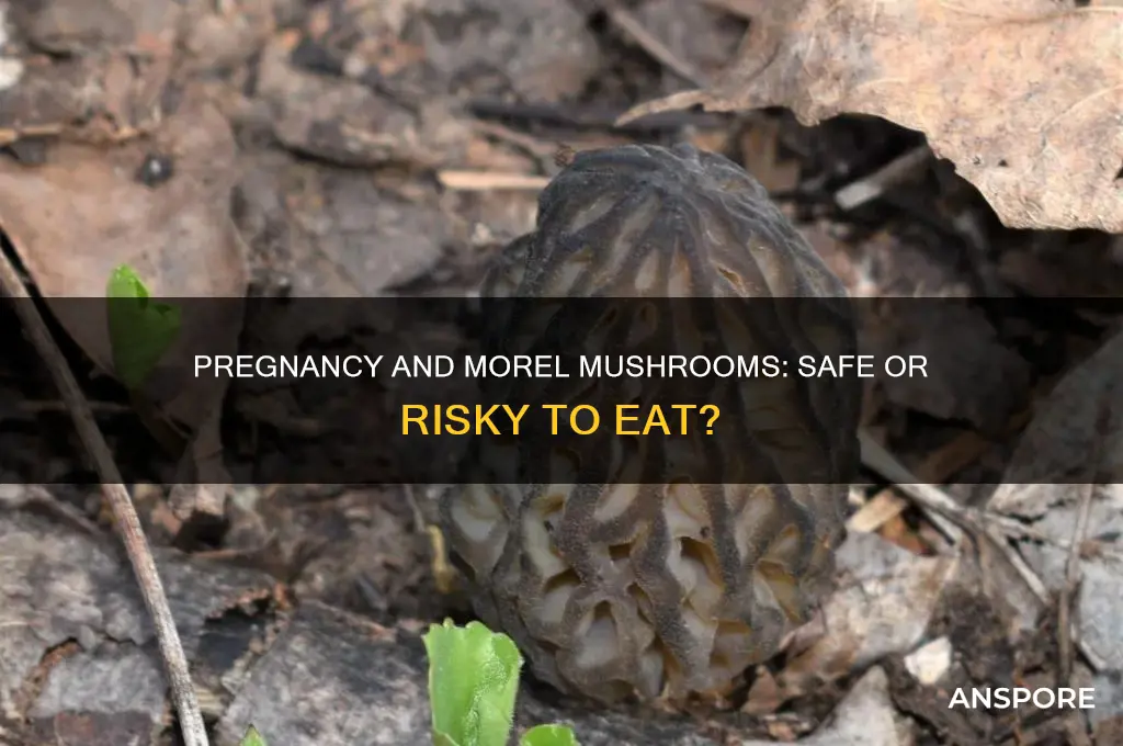 can you have morel mushrooms while pregnant