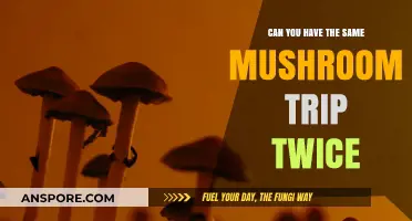 Can You Relive the Same Mushroom Trip Twice? Exploring Psychedelic Replayability