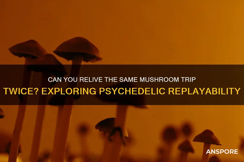 can you have the same mushroom trip twice