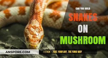 Can Snakes Safely Handle Mushrooms? Exploring Risks and Realities