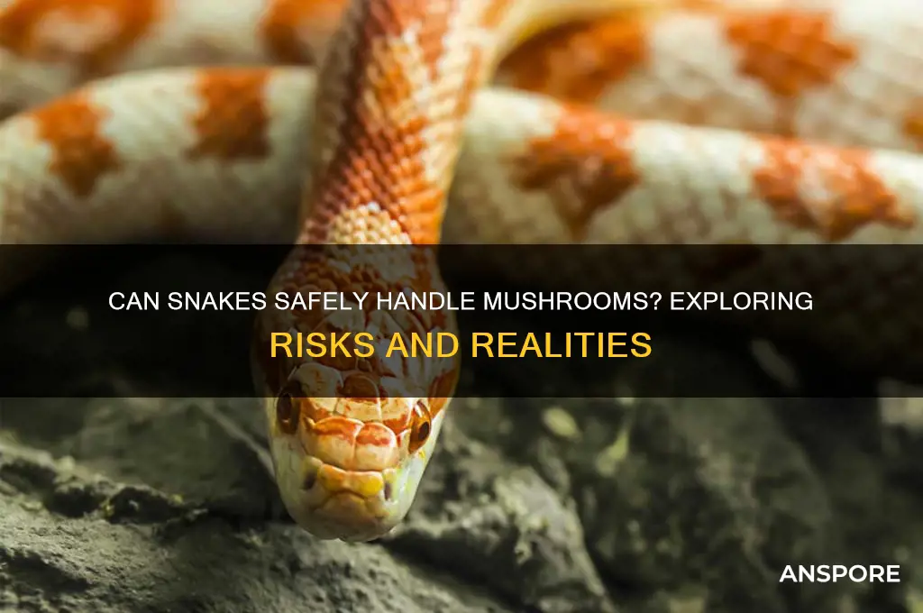 can you hold snakes on mushrooms
