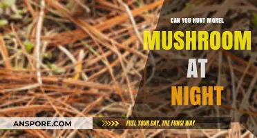 Nighttime Morel Hunting: Tips, Safety, and Best Practices for Success