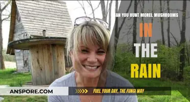 Hunting Morel Mushrooms in the Rain: Tips and Best Practices