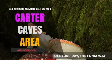 Exploring Grayson Carter Caves: A Guide to Mushroom Foraging Adventures