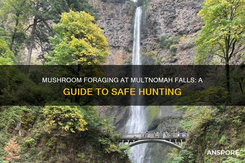 can you hunt mushrooms at multnomah falls