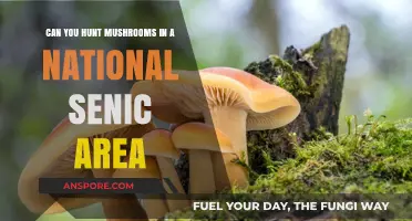 Hunting Mushrooms in National Scenic Areas: Rules, Risks, and Rewards