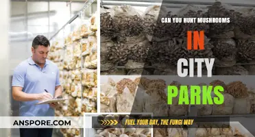 Urban Foraging: Hunting Mushrooms Safely in City Parks