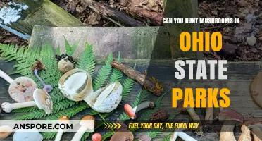 Exploring Ohio State Parks: Mushroom Hunting Rules and Tips