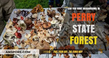 Exploring Perry State Forest: Mushroom Hunting Tips and Regulations