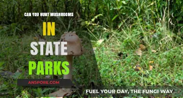 Hunting Mushrooms in State Parks: Rules, Tips, and Safety Guide