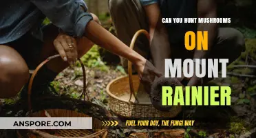 Hunting Mushrooms on Mount Rainier: Tips, Rules, and Best Spots