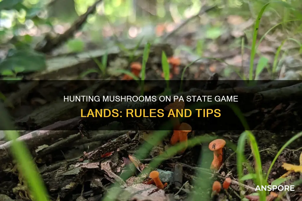 can you hunt mushrooms on pa state game lands