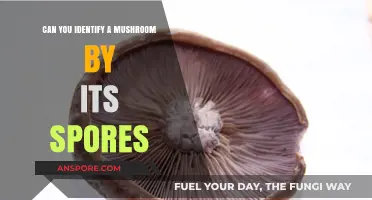 Identifying Mushrooms by Spores: A Comprehensive Guide for Foragers