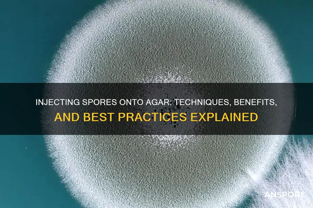 can you inject spores onto agar
