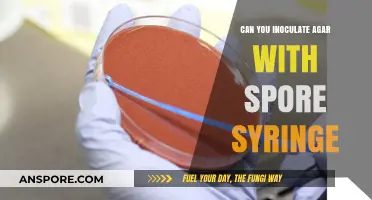 Inoculating Agar with Spore Syringes: A Step-by-Step Guide