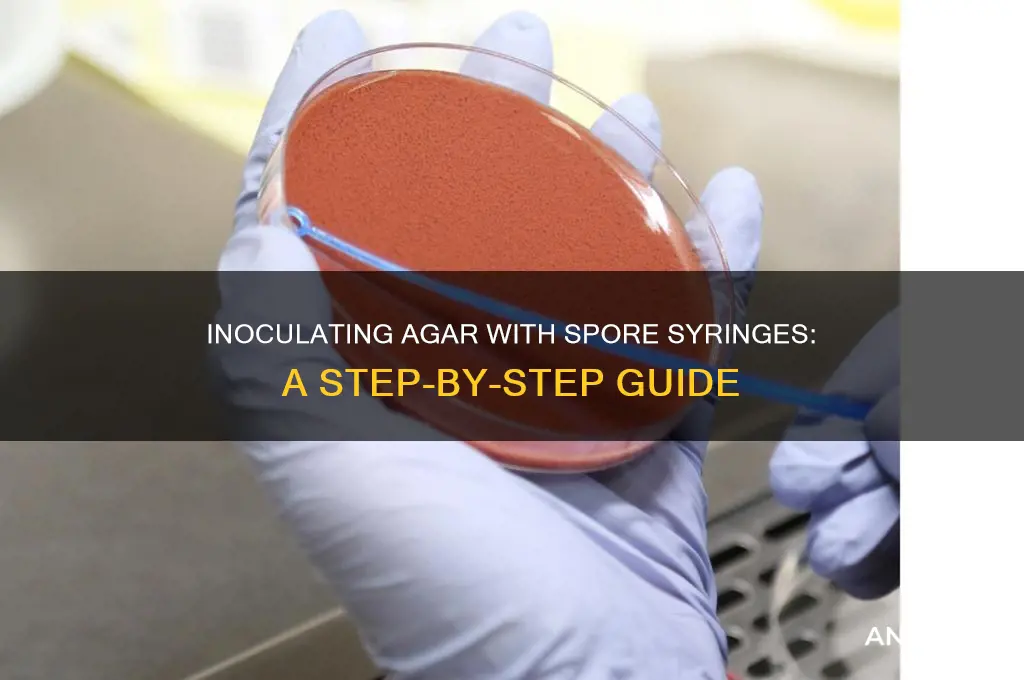 can you inoculate agar with spore syringe