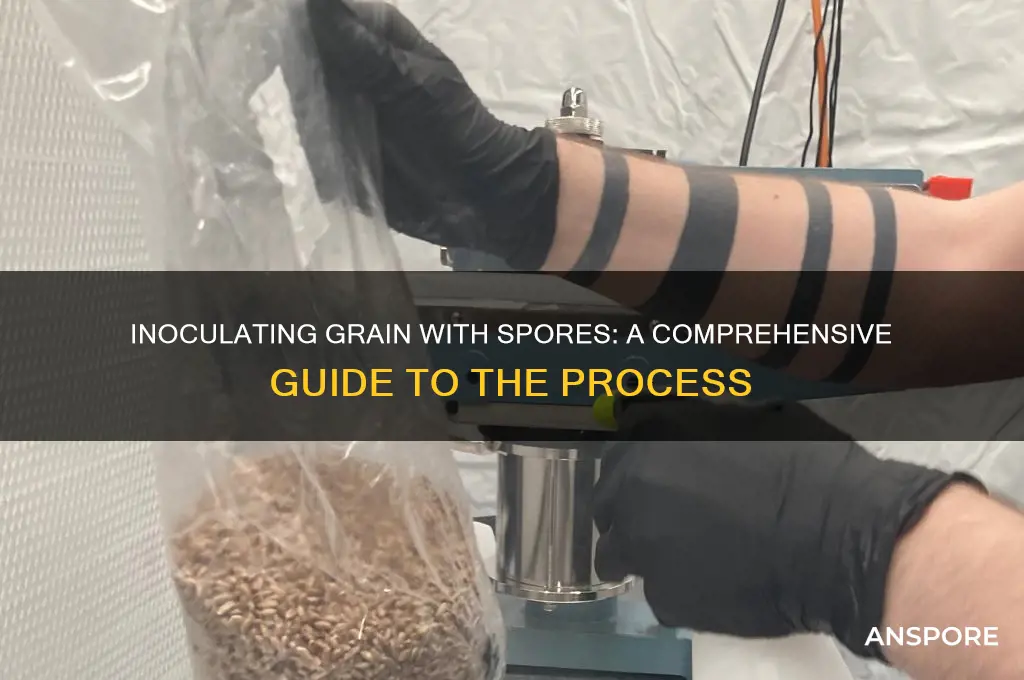 can you inoculate grain with spores