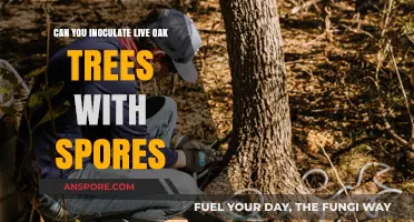 Inoculating Live Oak Trees: Exploring the Potential of Spore Treatment