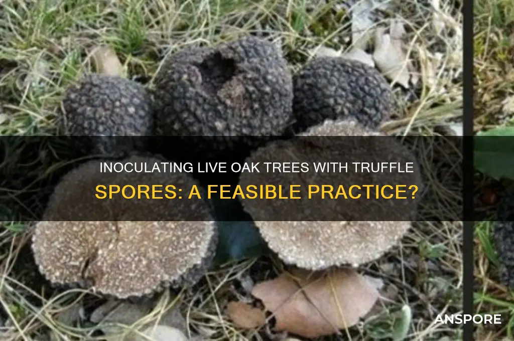 can you inoculate live oak trees with truffle spores