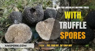 Inoculating Mature Trees with Truffle Spores: Feasibility and Techniques