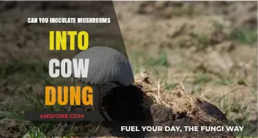 Inoculating Mushrooms into Cow Dung: A Sustainable Farming Technique