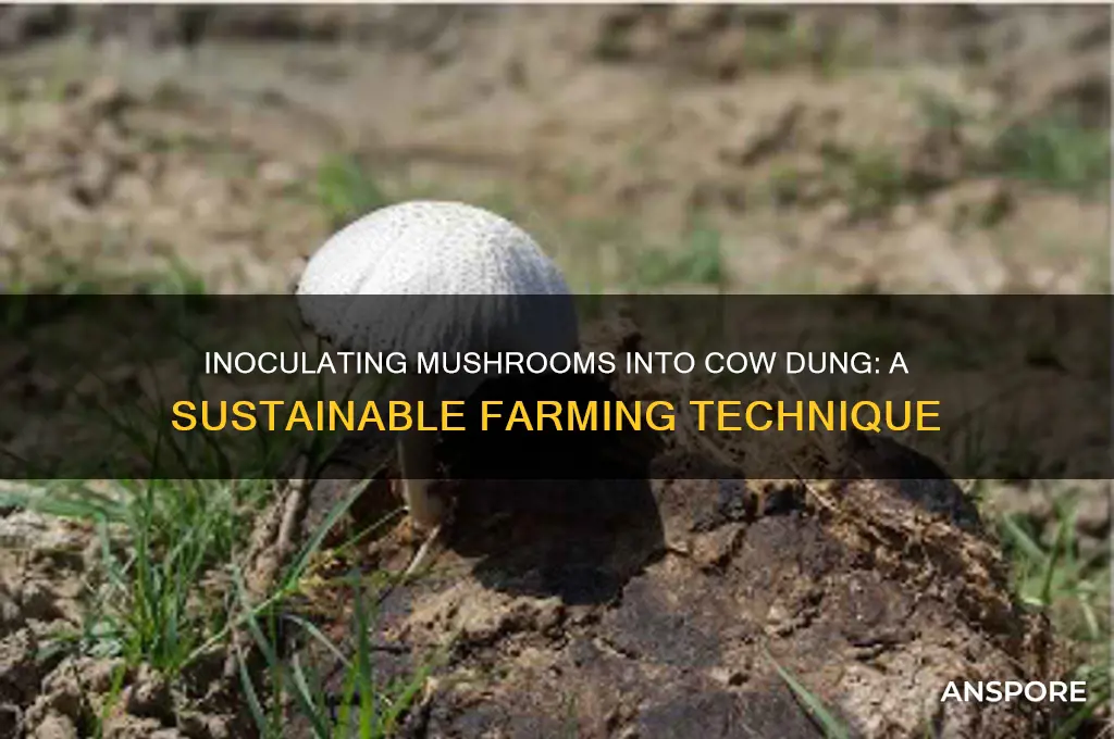 can you inoculate mushrooms into cow dung